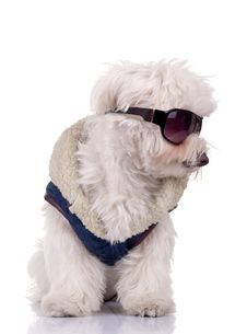 Well Dressed Bichon Maltese Stock Photo Well Dressed Bichon Maltese Stock Photo