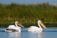 White Pelicans Pair Stock Image White Pelicans Pair Stock Image