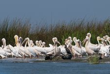 White Pelicans Colony Royalty Free Stock Images White Pelicans Colony Royalty Free Stock Images