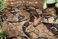 Boa Constrictor Snake Royalty Free Stock Photos