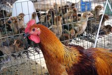 Chicken And Quail Stock Photography Chicken And Quail Stock Photography