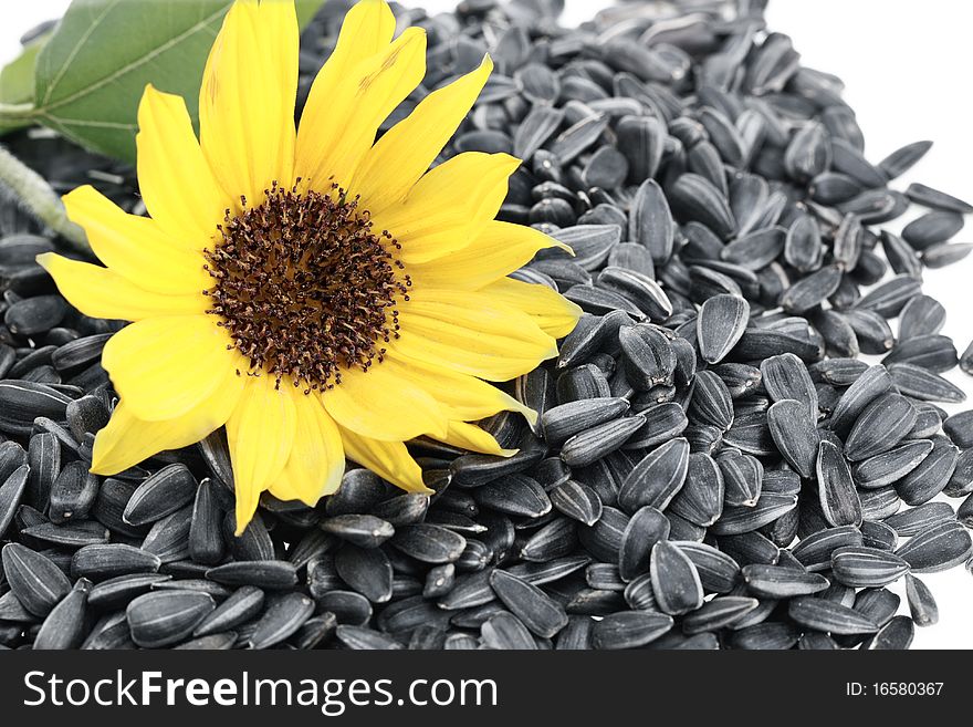 Black sunflower seeds for the background