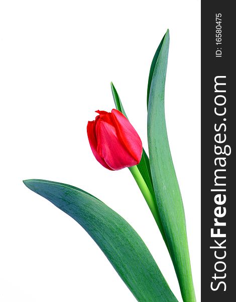 A Single tulip isolated on white background