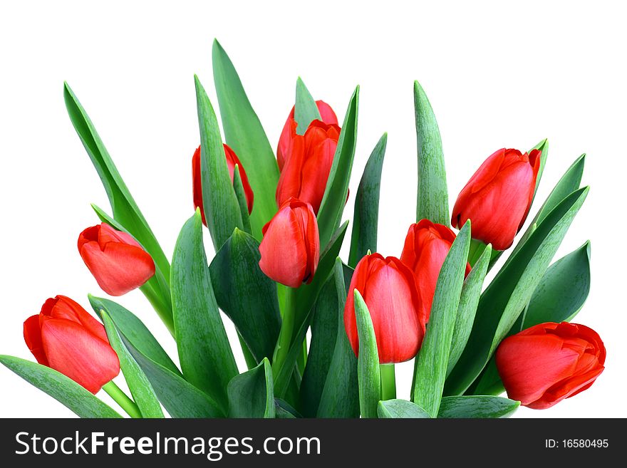 A bunch of tulips isolated on white background