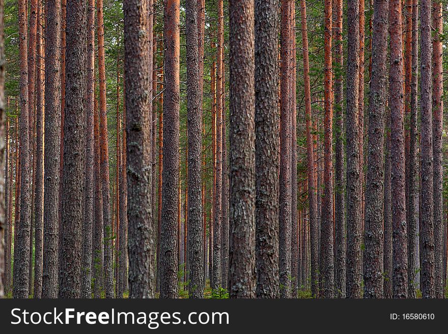 A lot of straight trunks. A lot of straight trunks