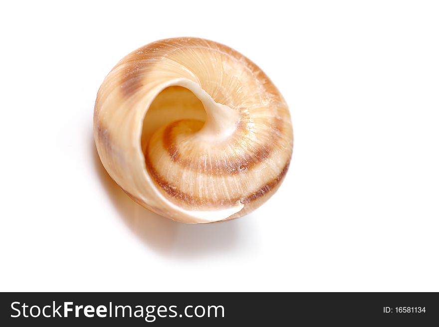 Beautiful sea shell. isolated on white background