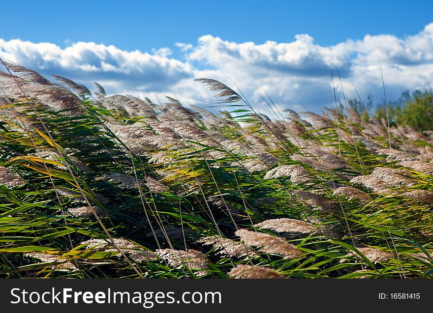 Close image of blue sky and vegetation. Close image of blue sky and vegetation