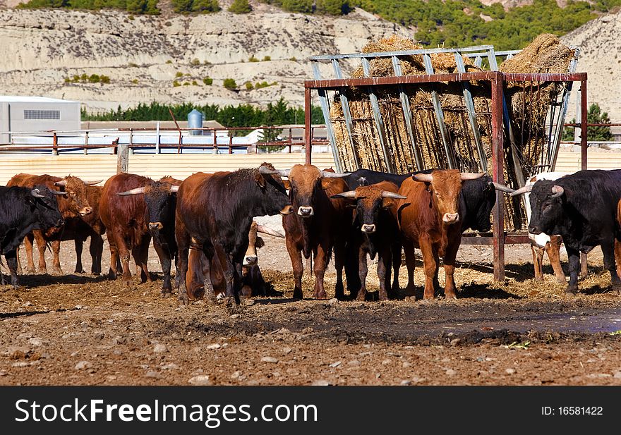 Detail of several bulls on a farm
