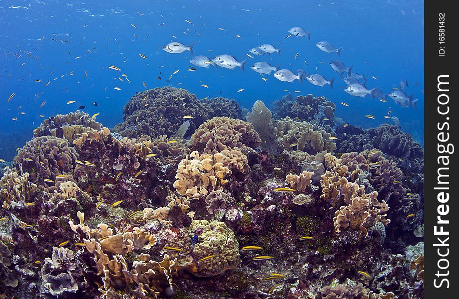 Shubs Swimming Accross Coral Reef