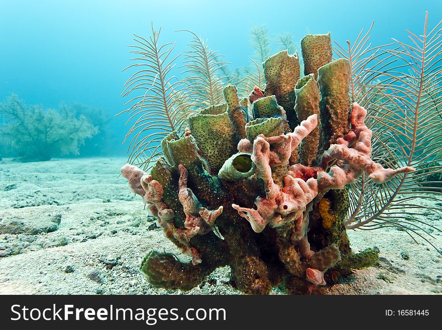 Coral reef off the coast of Roatan honduras. Coral reef off the coast of Roatan honduras