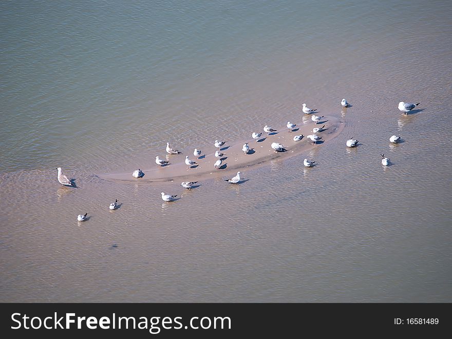 Gulls standing and resting on the sandbank. Gulls standing and resting on the sandbank