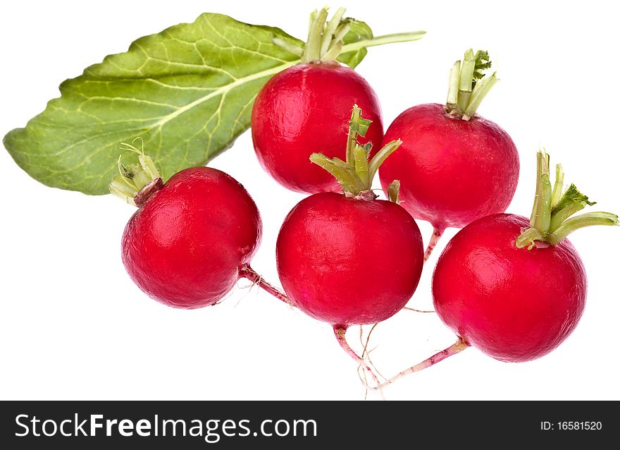 Fresh Radishes, completely isolated on white