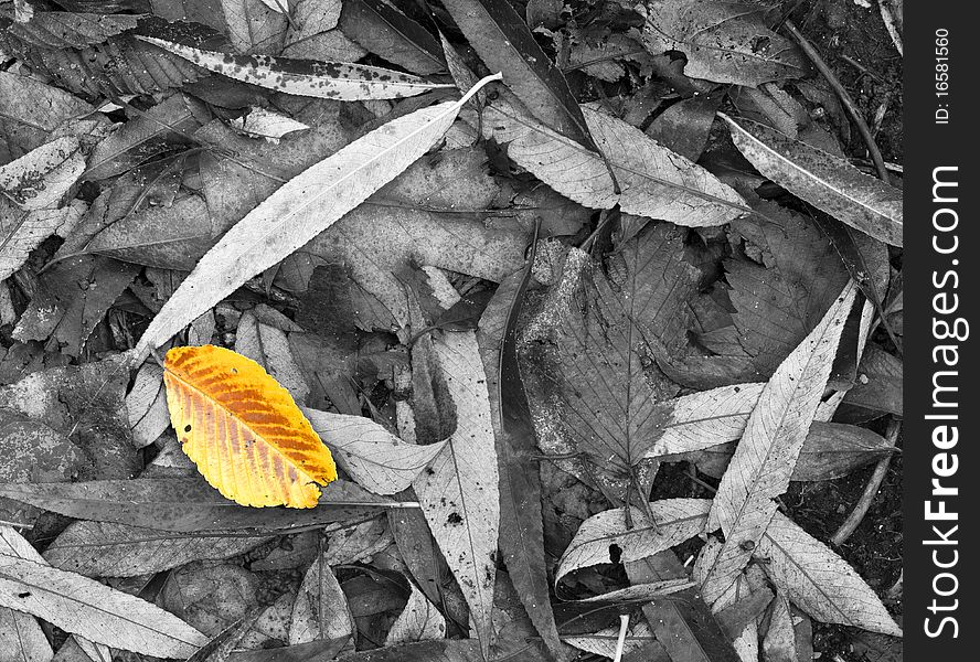 Autumn leaf  on forest floor