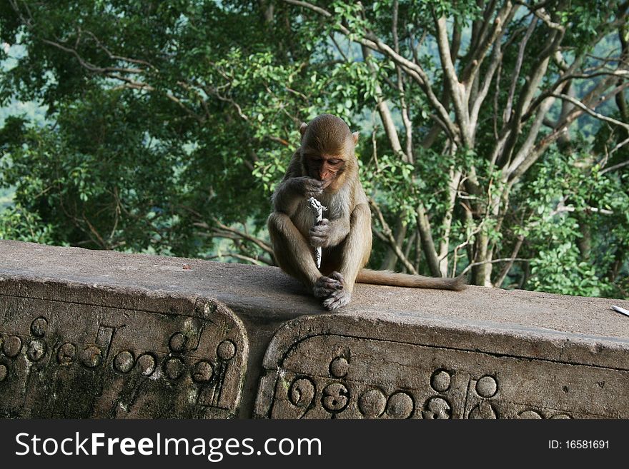 A lonely monkey is eating near a buddhist temple in myanmar. A lonely monkey is eating near a buddhist temple in myanmar