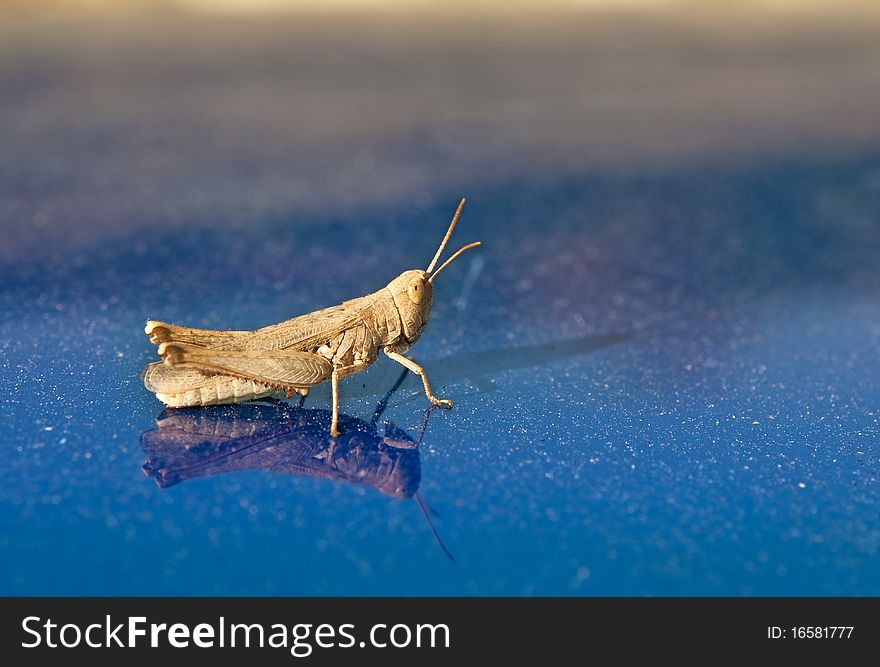 Brown grasshopper on a blue background. closeup.