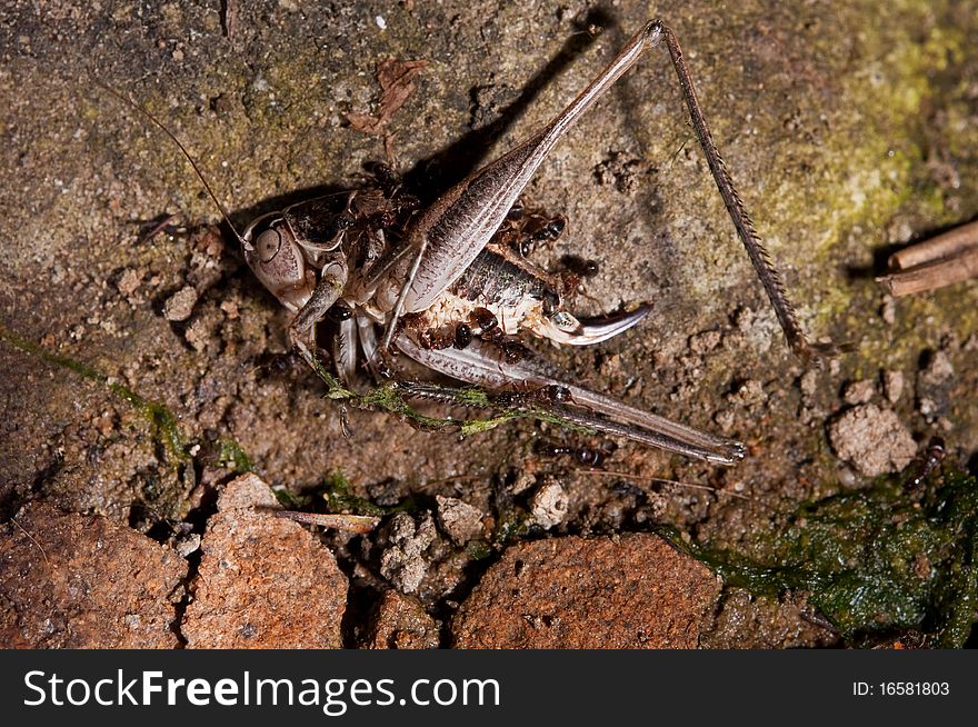 Dead grasshopper and ants