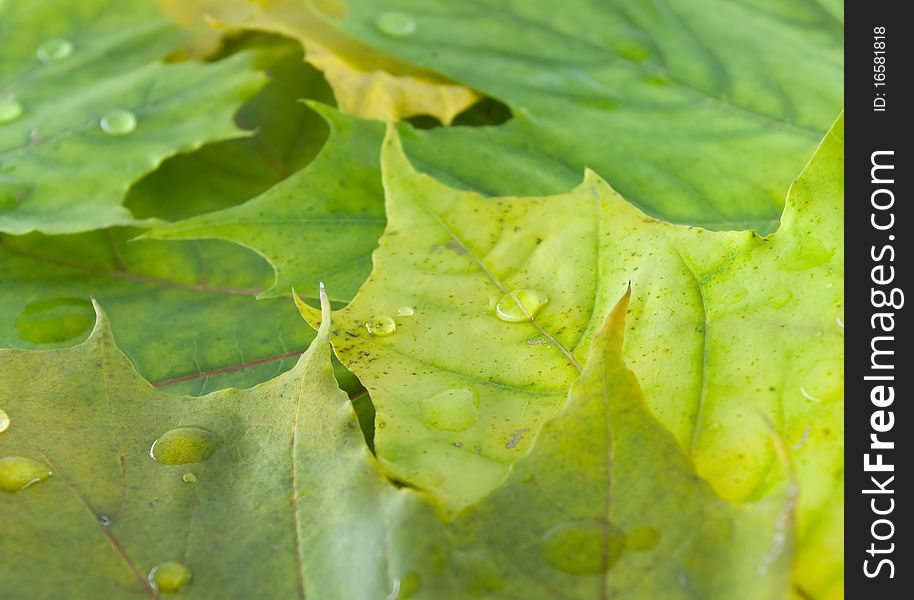 Rain droplets on the autumn fallen down leaves