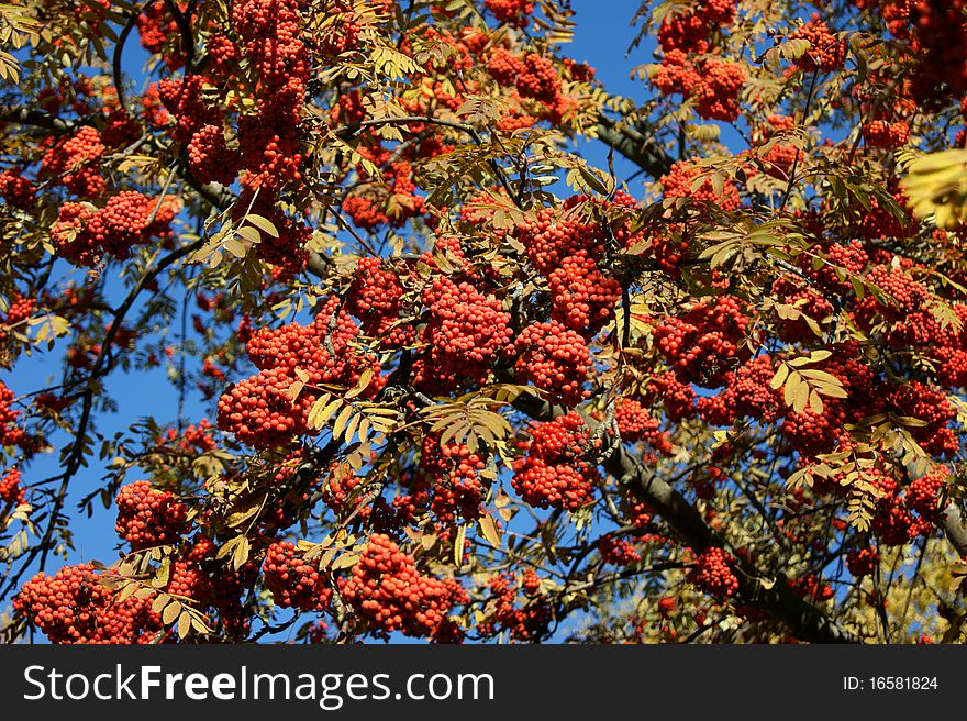 Rowan tree with bunches of ashberries