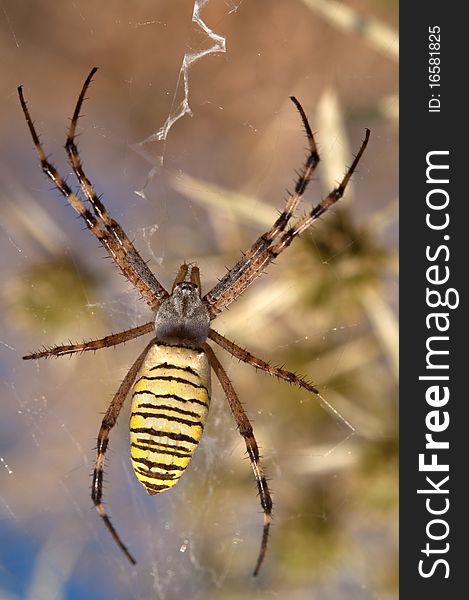 Close-up of a wasp spider (Argiope bruennichi)