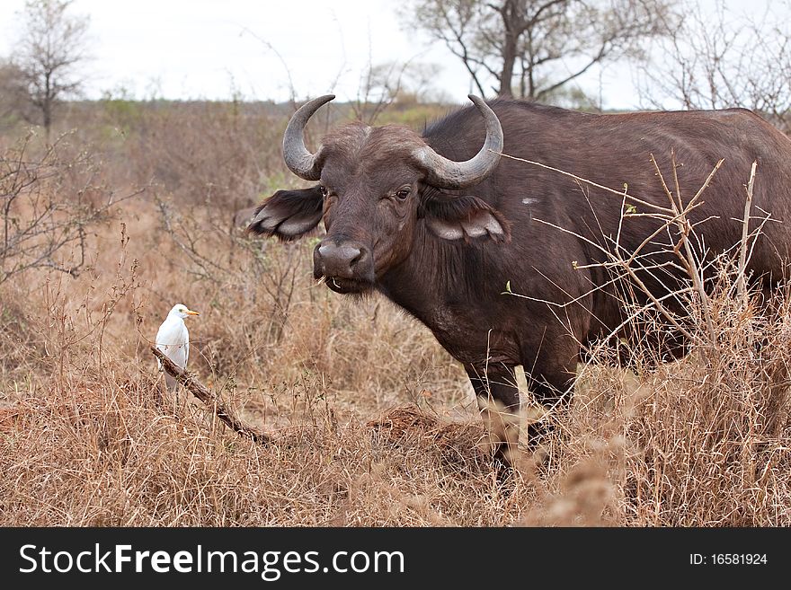 Cape buffalo grazing with cattle egrets showing commensalism symbiotic relationship. Cape buffalo grazing with cattle egrets showing commensalism symbiotic relationship