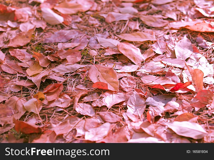 Autumn von: dry yellow leaves lie on the ground