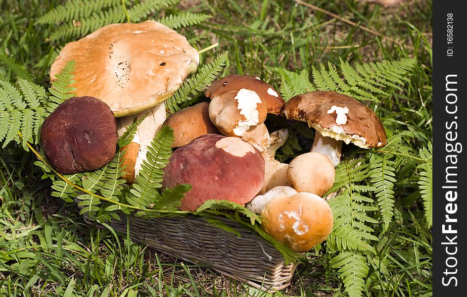 Edible mushrooms in the basket.