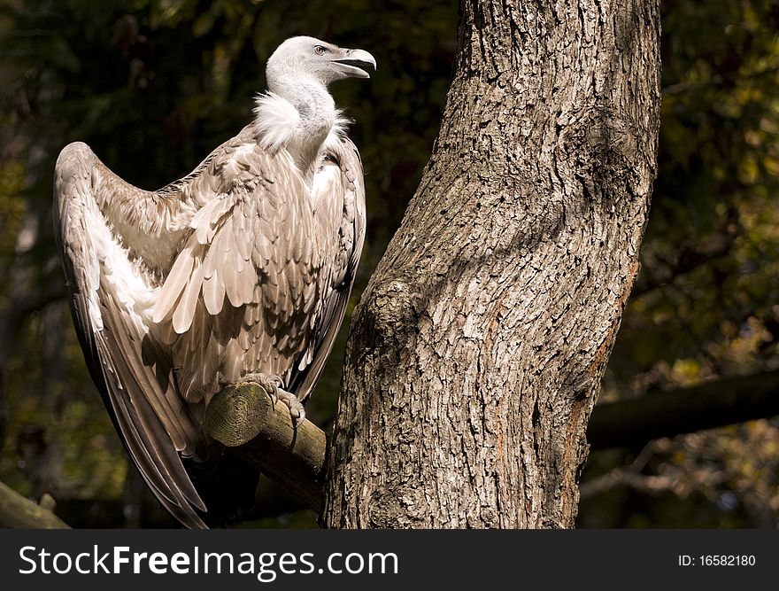 Griffon Vulture on the tree branch spreading his wings.