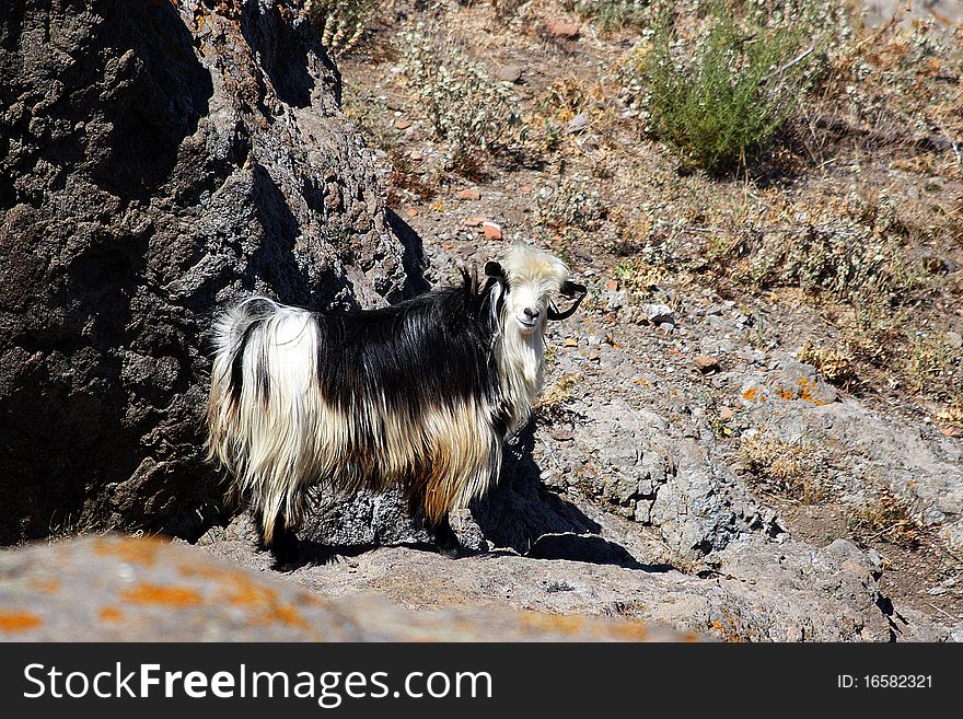 Shaggy goat with long hair