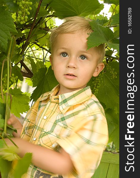 The boy in a garden, a portrait. The boy in a garden, a portrait.