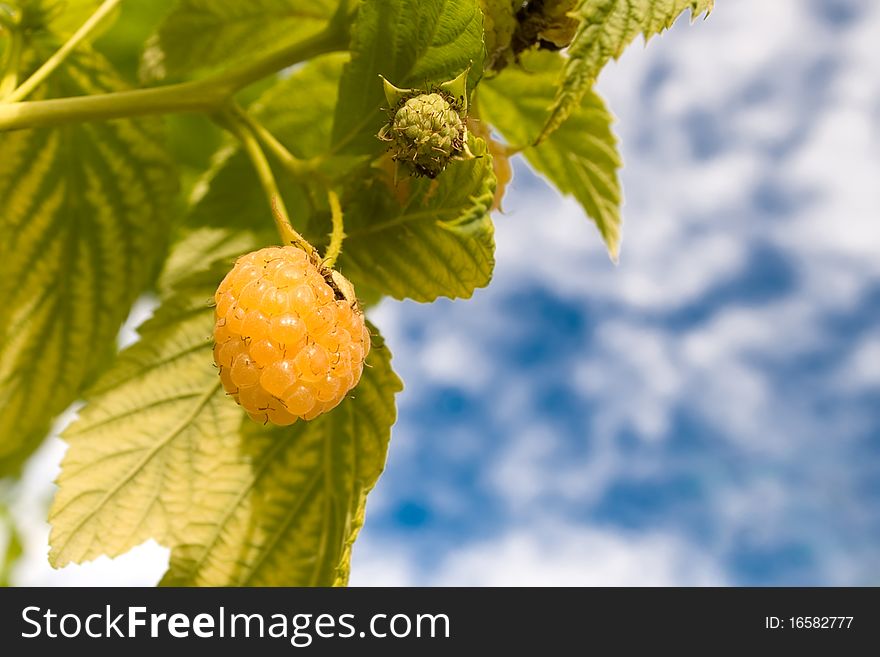 Yellow raspberry on a bush. Yellow raspberry on a bush.