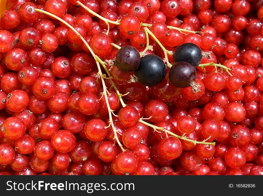 Red and black currant, berry background.