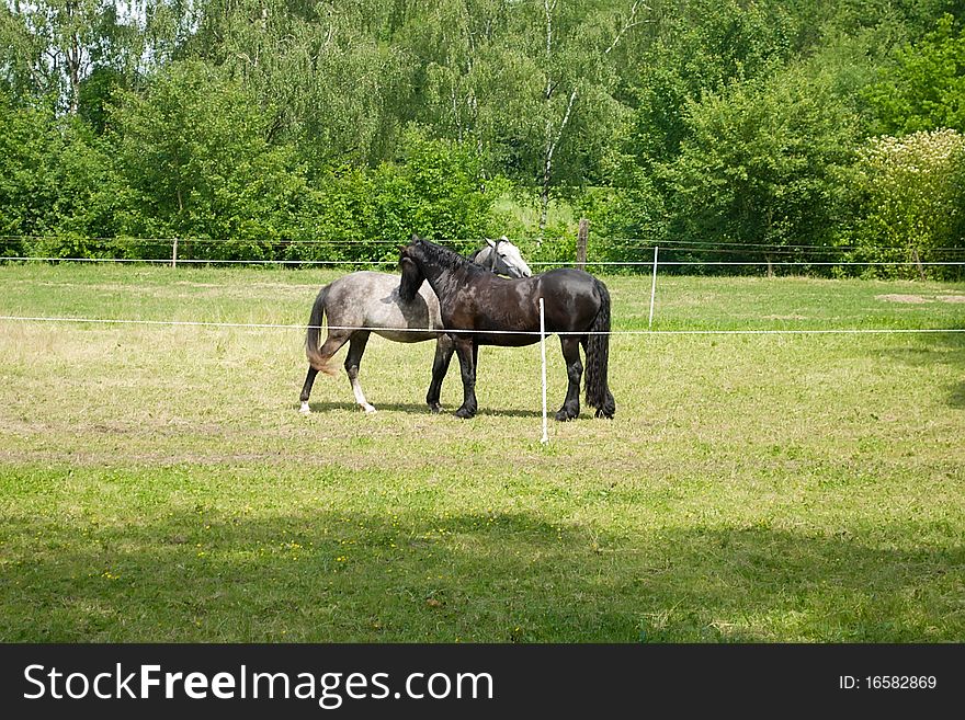 Two horsies in a shelter. Two horsies in a shelter.