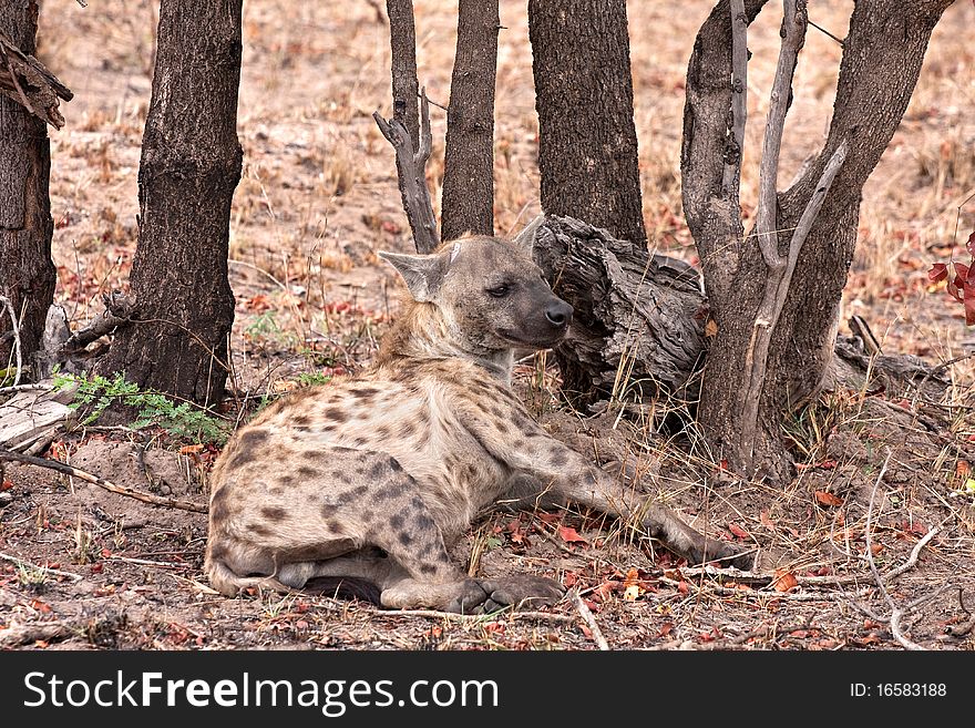 Spotted hyena in Kruger National Park, South Africa. Spotted hyena in Kruger National Park, South Africa