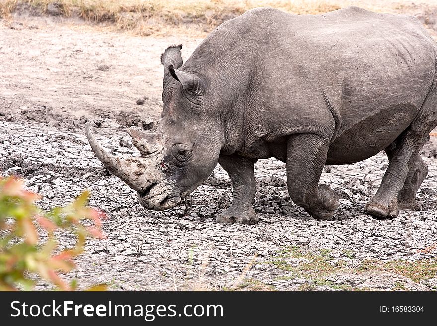 Single white rhinoceros enjoying a mud bath in the Kruger National Park, South Africa during the dry season. Single white rhinoceros enjoying a mud bath in the Kruger National Park, South Africa during the dry season