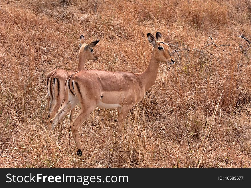 Impala Antelope