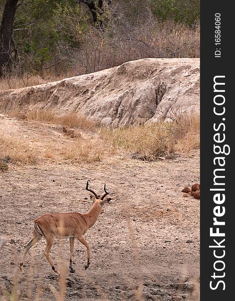 Impala ram being stalked by a leopard in Kruger National Park, South Africa. Look carefully to spot the leopard hiding in the grass. Impala ram being stalked by a leopard in Kruger National Park, South Africa. Look carefully to spot the leopard hiding in the grass