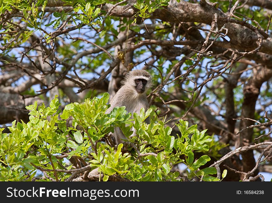 Young vervet monkey sitting in tree among green leaves