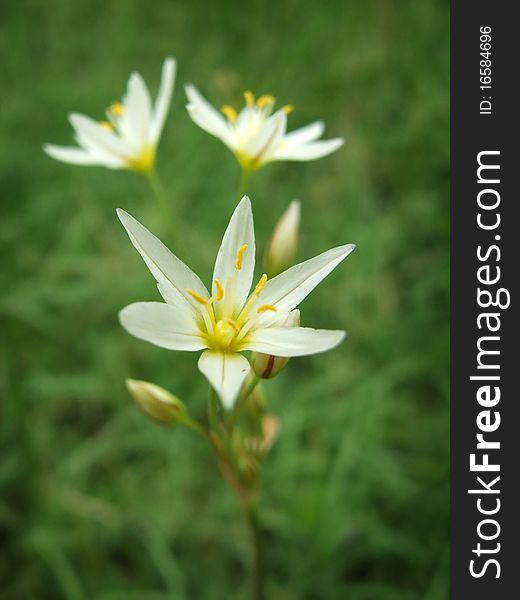 A macro shot of the flower Crow Poison