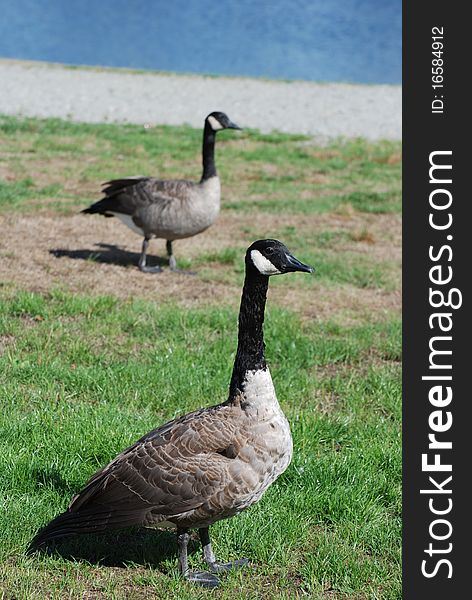 Canadian goose near the lake. Canadian goose near the lake