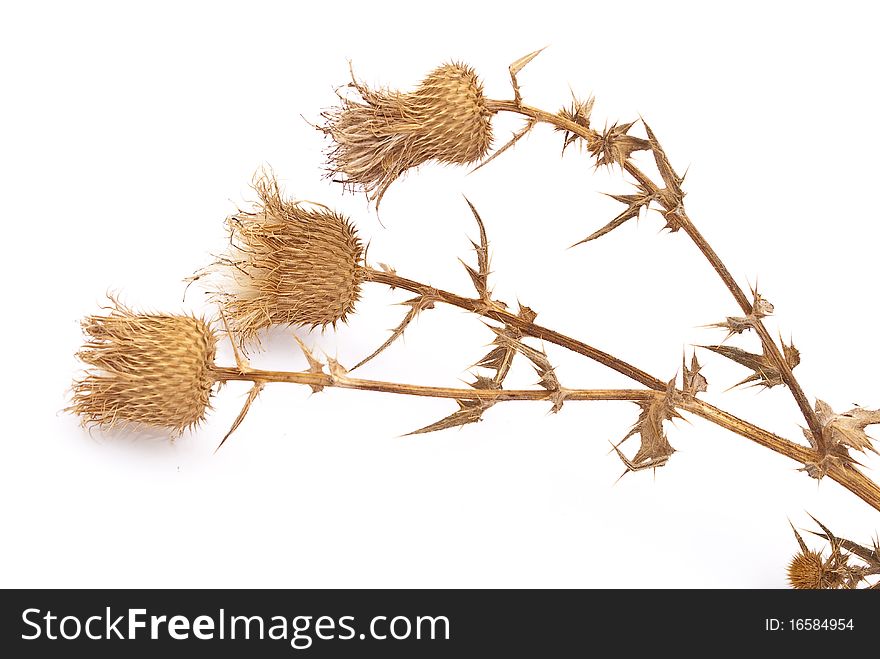 Dry herbs isolated on white