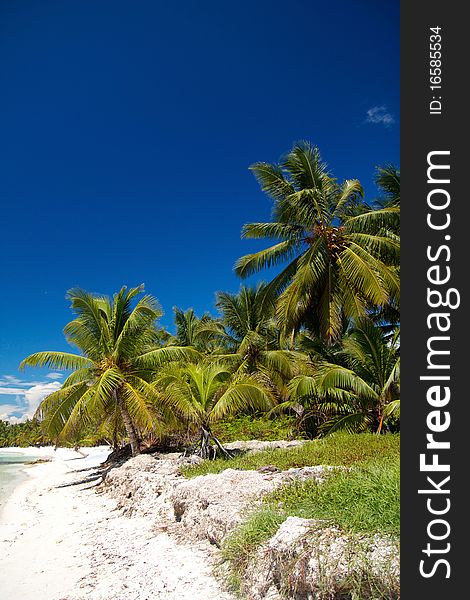 Palms on caribbean sea, Dominican Republic. Palms on caribbean sea, Dominican Republic