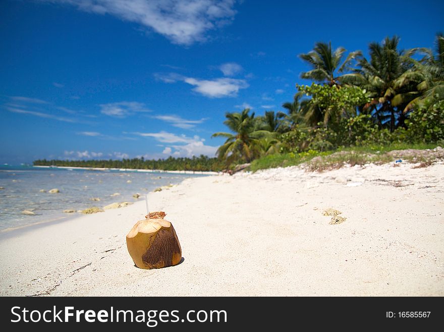 Coconut  On Caribbean Sea, Saona