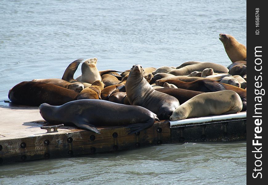 A group of seals resting or sunbathing on a waterfront dock. Superfamily: Pinnipedia. A group of seals resting or sunbathing on a waterfront dock. Superfamily: Pinnipedia
