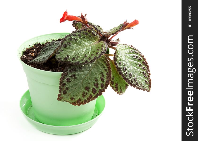 Room flower in green pot on white background