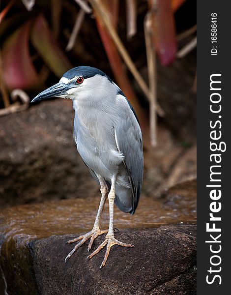 A black-crowned night heron standing on a rock.