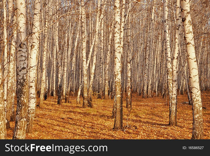 View of birch trunks in autumn forest. View of birch trunks in autumn forest