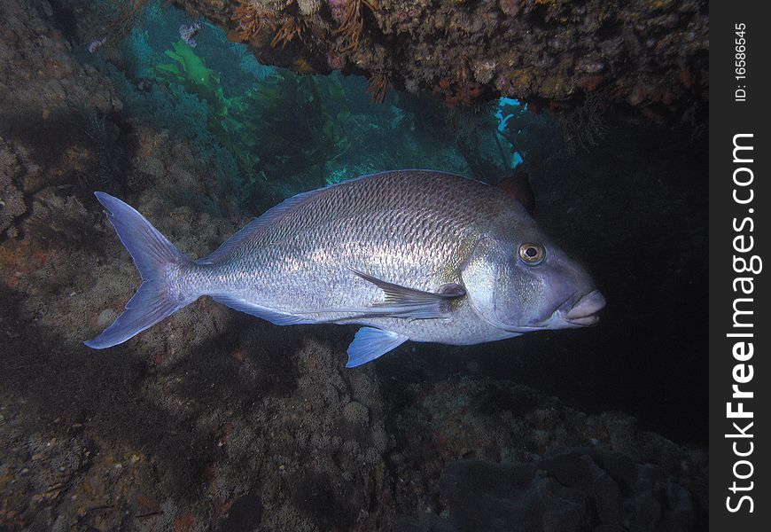 Porae Fish