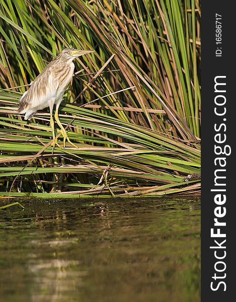 Silky or Squacco Heron on reed