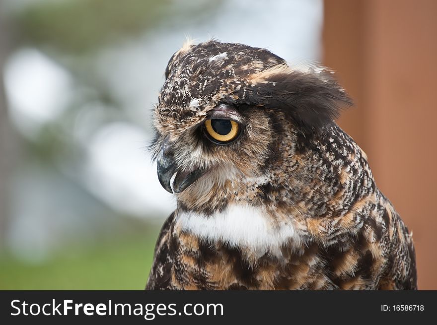 A close-up shot of the head and neck of a Great Horned Owl in profile.