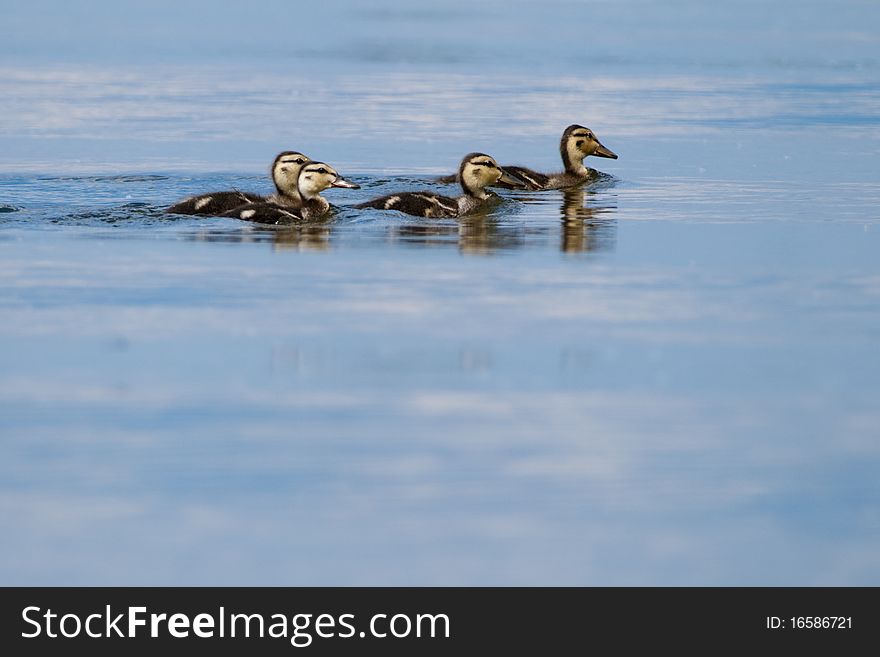 Mallard Duck Ducklings on water